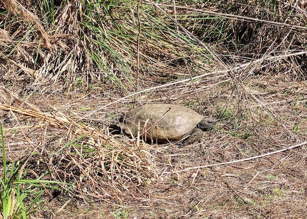 Florida Tortoise